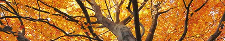 Bild Herbstbaumkrone (Header-Slider)
