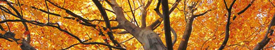 Möglichkeiten Headerbild Baumkrone