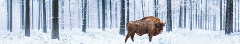 Selbsthilfe Headerbild Buffalo